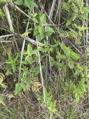 Austroeupatorium inulifolium