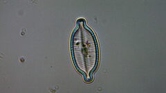 Bacillariophycidae