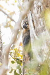 Lepilemur hubbardorum