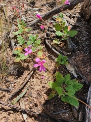 Pelargonium rodneyanum