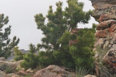 Pinus flexilis