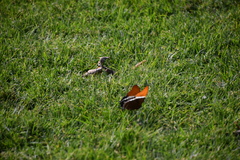 Siproeta epaphus epaphus