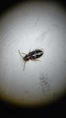 Bradycellus californicus