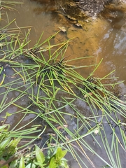 Cycnogeton multifructum