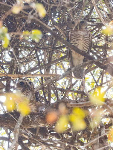 White-browed Owl (Athene superciliaris), photo 5