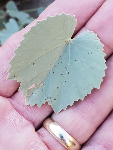 Image of Abutilon malacum by no rights reserved