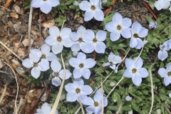 Phlox condensata