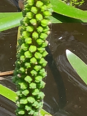 Cycnogeton multifructum