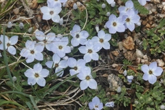 Phlox condensata