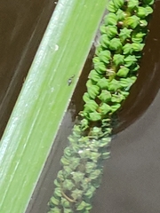 Cycnogeton multifructum