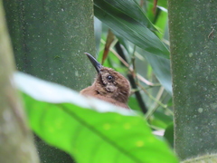 Dendrocincla fuliginosa