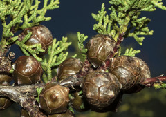 Cupressus abramsiana