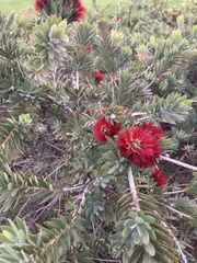 Melaleuca