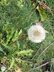 Eryngium proteiflorum