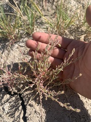 Suaeda occidentalis