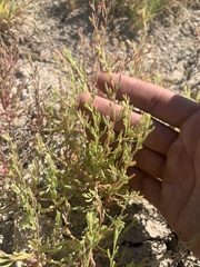 Suaeda occidentalis