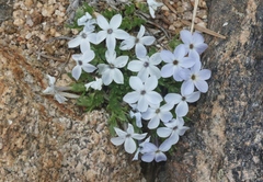 Phlox condensata