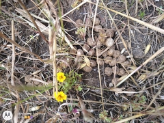 Eryngium proteiflorum