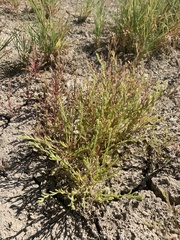 Suaeda occidentalis