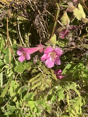 Lophospermum erubescens