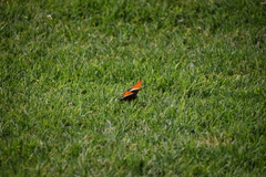 Siproeta epaphus epaphus
