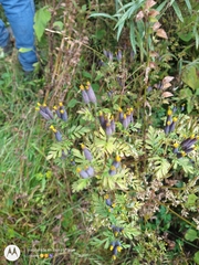 Eryngium proteiflorum