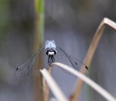 Nannothemis bella