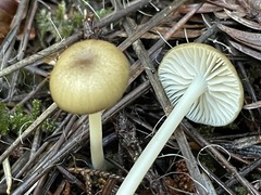 Entoloma formosum