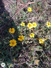 Eryngium proteiflorum