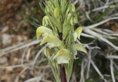 Pedicularis parryi