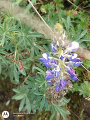 Eryngium proteiflorum