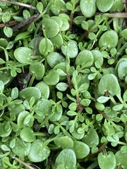 Limnanthes macounii