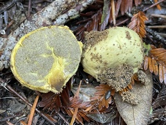 Truncocolumella citrina