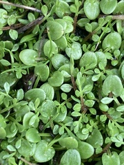 Limnanthes macounii
