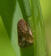 Lepyronia quadrangularis