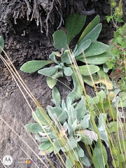 Eryngium proteiflorum