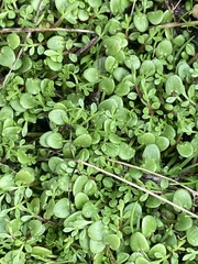 Limnanthes macounii