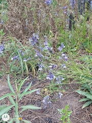 Eryngium proteiflorum