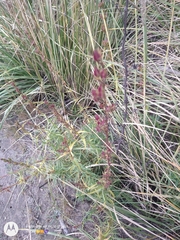 Eryngium proteiflorum
