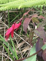 Fuchsia coccinea