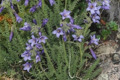 Polemonium