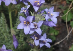 Polemonium
