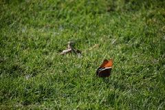 Siproeta epaphus epaphus