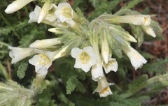 Polemonium brandegeei