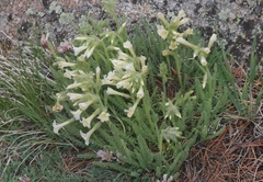 Polemonium brandegeei