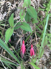 Fuchsia coccinea