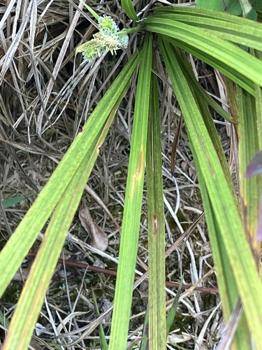 Diana's Peak Grass (Carex dianae)