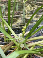 Sparganium angustifolium