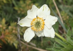 Anemonastrum zephyrum
