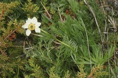 Anemonastrum zephyrum